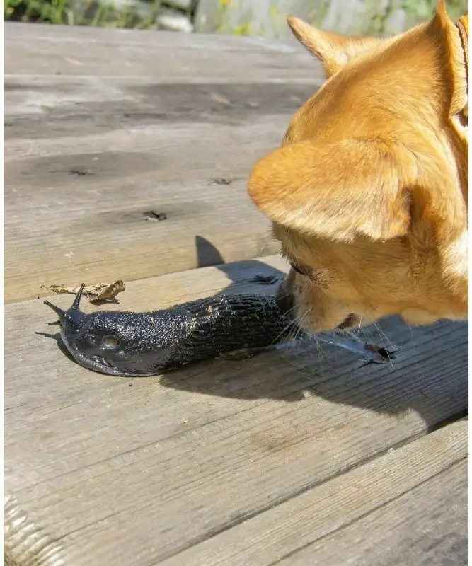 Are slugs poisonous to dogs should you be worried if your dog eats a slug2