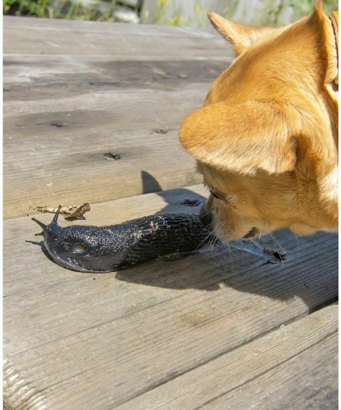 can a dog get lungworm from licking a slug