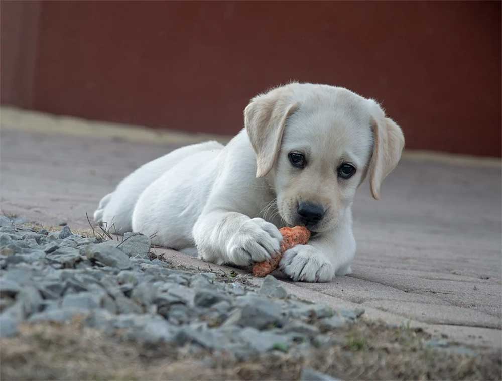 Are tater tots safe for dogs to eat