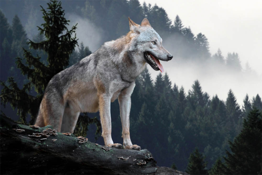 Are wolves dangerous to dog