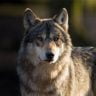 Are Wolves Dangerous To Dogs