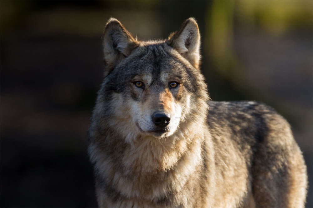 Are wolves dangerous to dogs