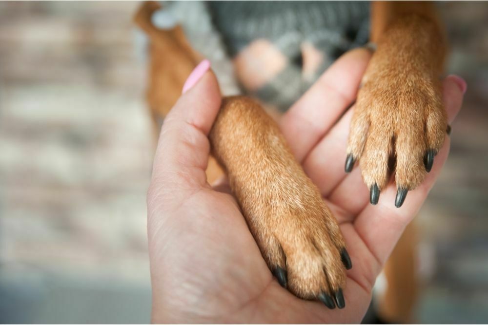 are-all-dogs-born-with-dew-claws-petdt