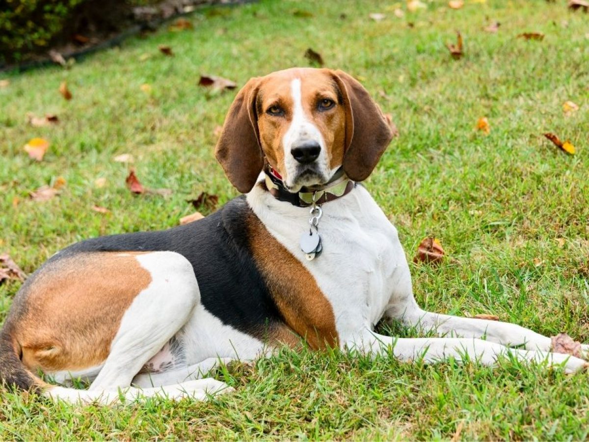 Are Coonhounds Hard To Train Answered Petdt