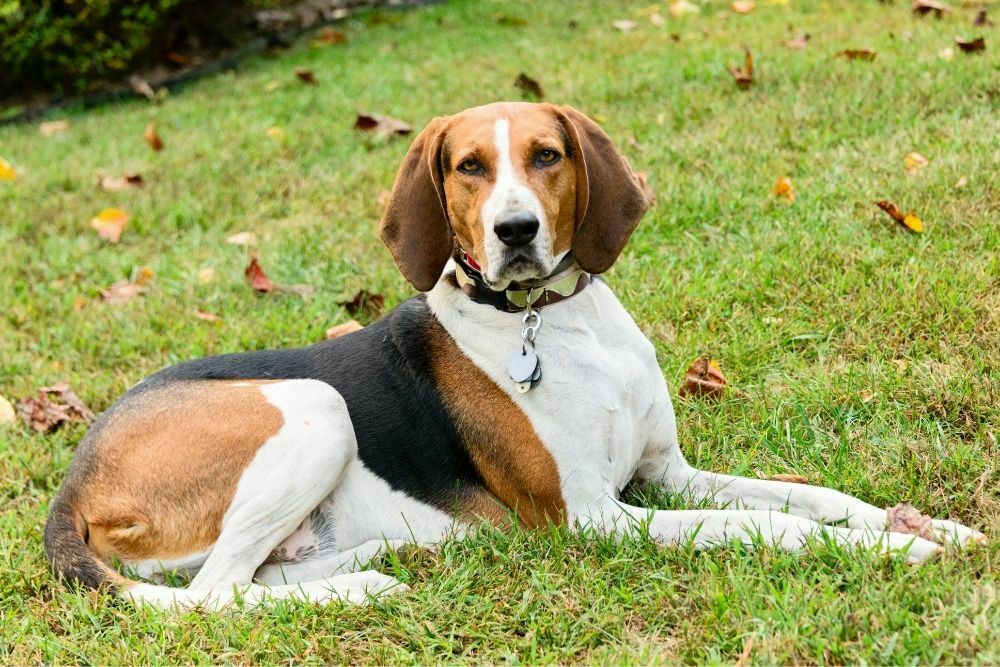 Are coonhounds hard to train?