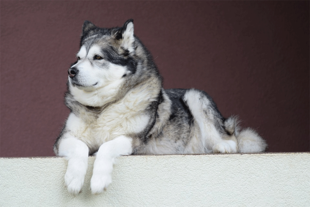 why do malamutes pounce