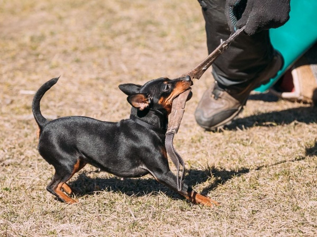 are pinscher noisy