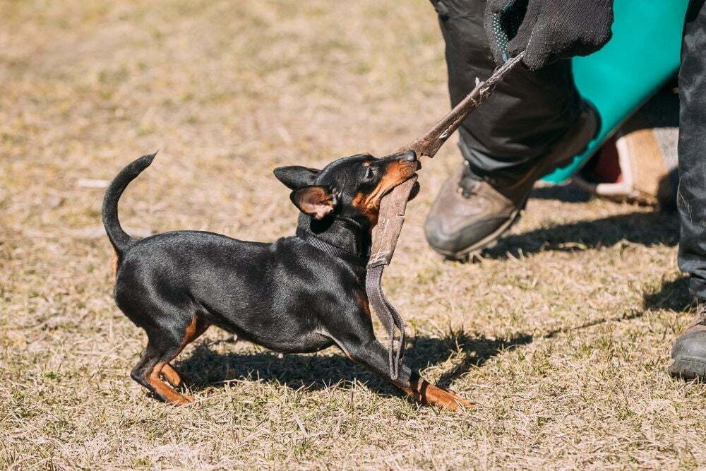 are miniature pinscher noisy