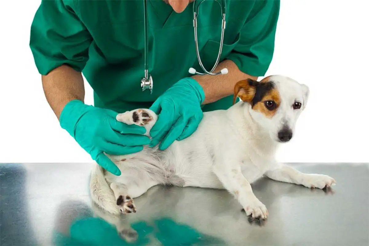 At Home Parvo Treatment Can You Cure Parvo Without A Veterinarian.jp1