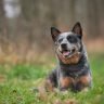 At what age do cattle dogs calm down
