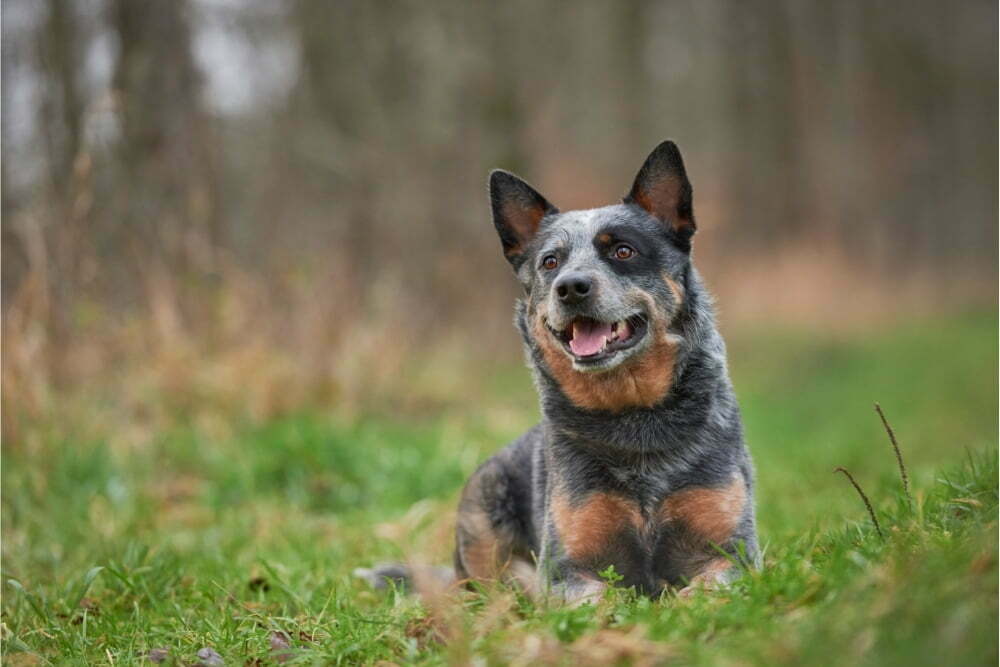 At what age do cattle dogs calm down