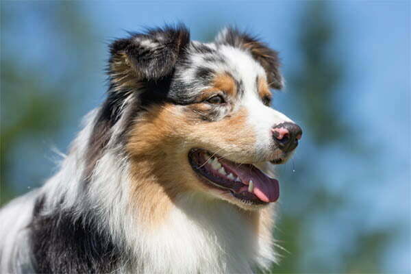 Australian shepherd blackgum