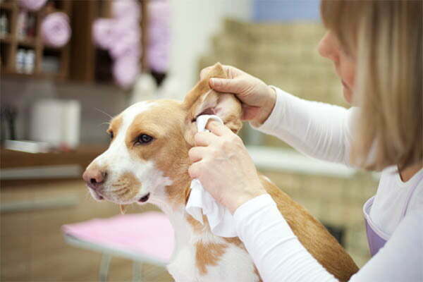 Baby Wipes on Dogs