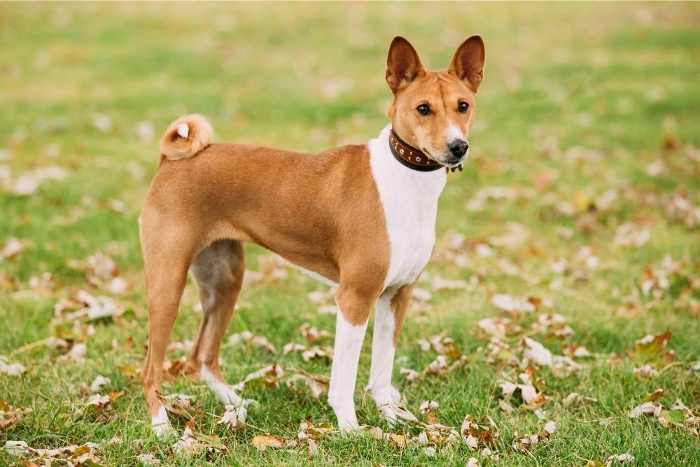 Basenji