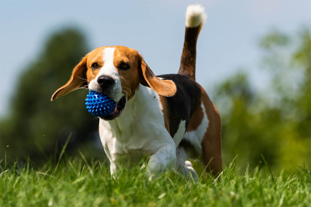 Beagles like to be picked up