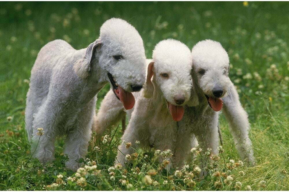 Bedlington terrier