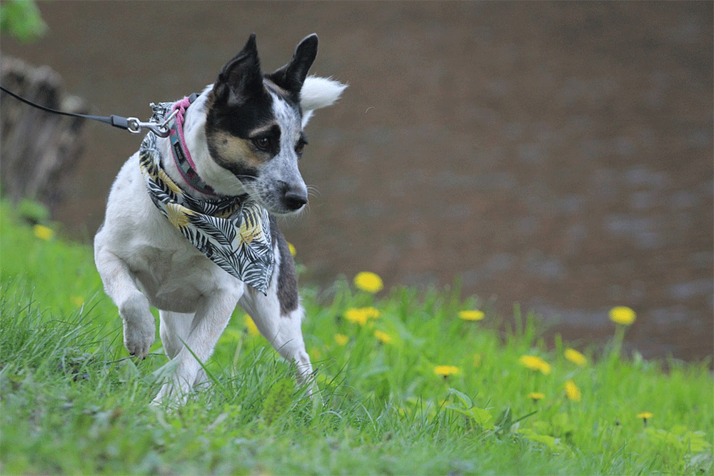 how many rats can a rat terrier kill