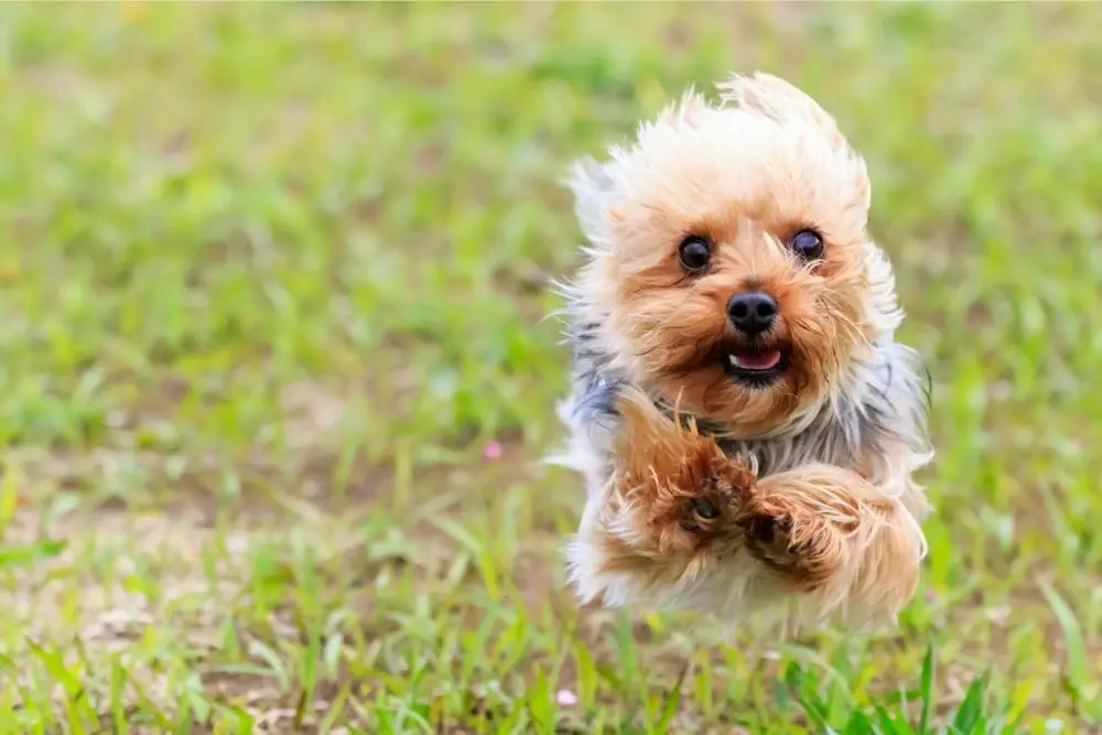 Best small hypoallergenic dogs