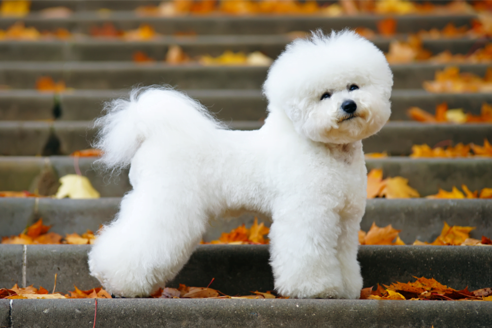 Bichon frise