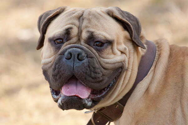 Black gum bullmastiff