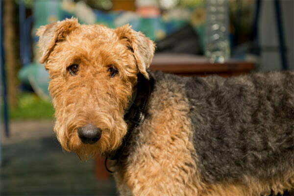 Black gums airedale terrier