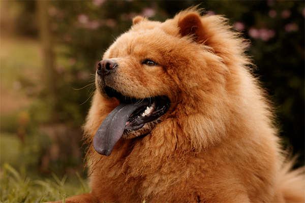 Black gums chow chow