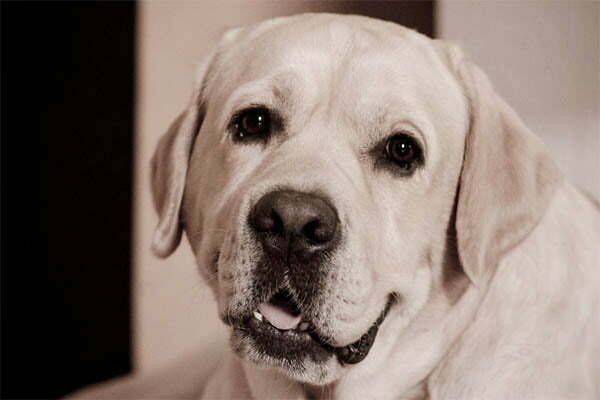 Black gums labrador retrievers