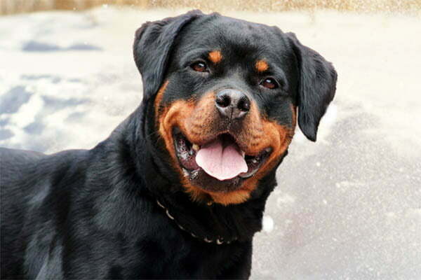 Black gums rottweiler