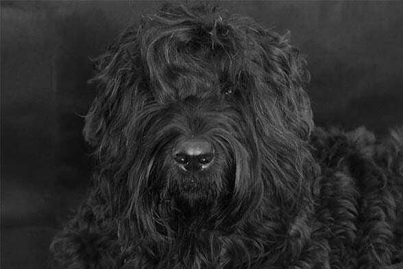 Black russian terrier