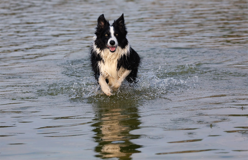Border collie rescues to find a border collie dog 1