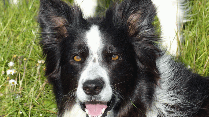 Border collie rescues to find a border collie dog. G1if 1