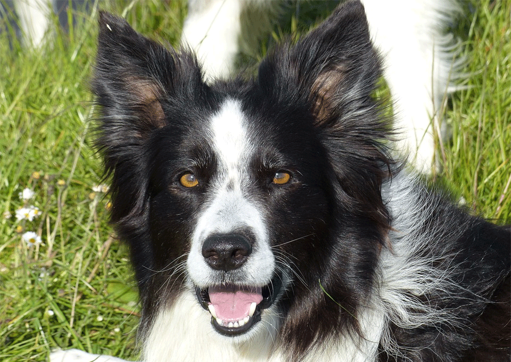 Border collie rescues