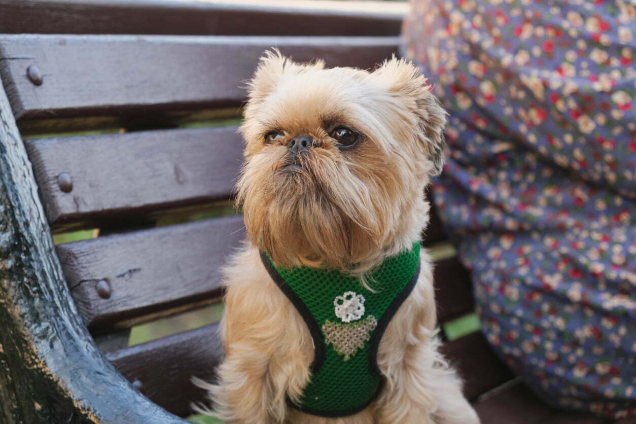 Brussels griffon terrier