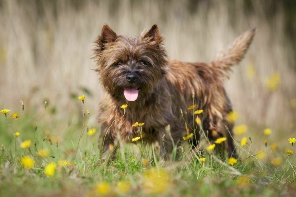 Cairn terrier