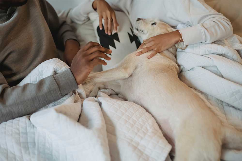 Calming an anxious dog at night