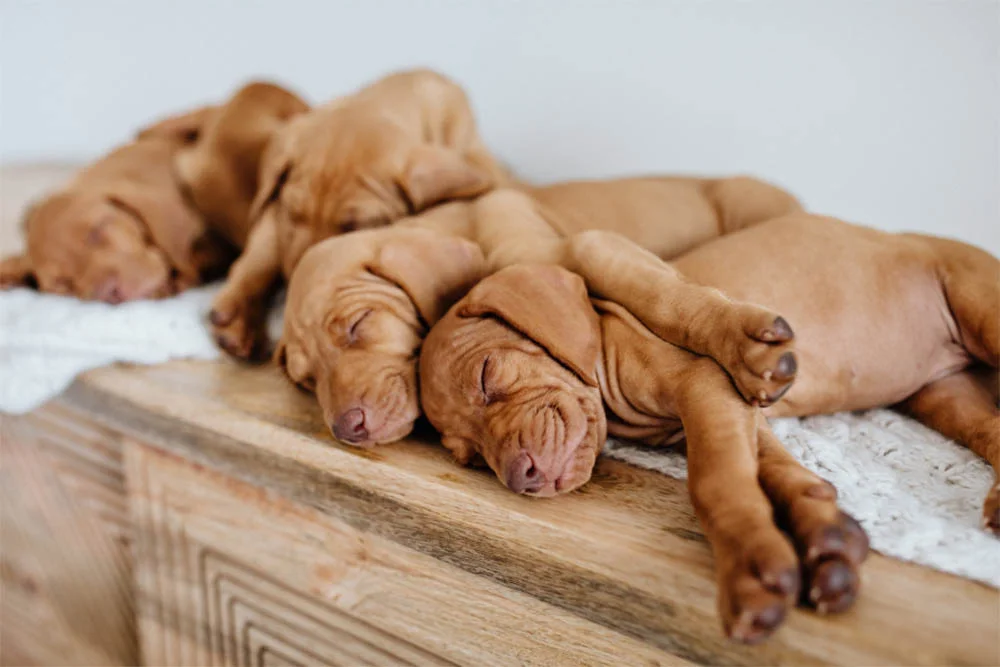 Can A Puppy Go All Night Without Eating? 2 Can a puppy go all night withouteating