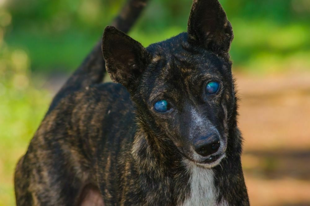 Can blind dogs live a happy life