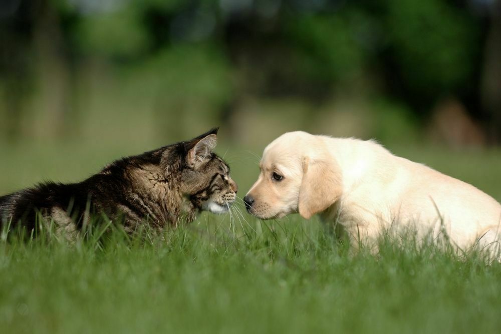 Can Cats get Parvovirus from Dogs? CannaPet®