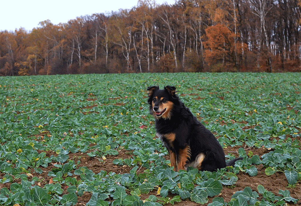 are cauliflower good for dogs