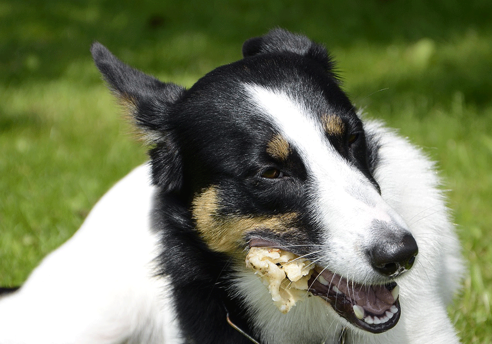 Can dogs eat cauliflower. Gif1