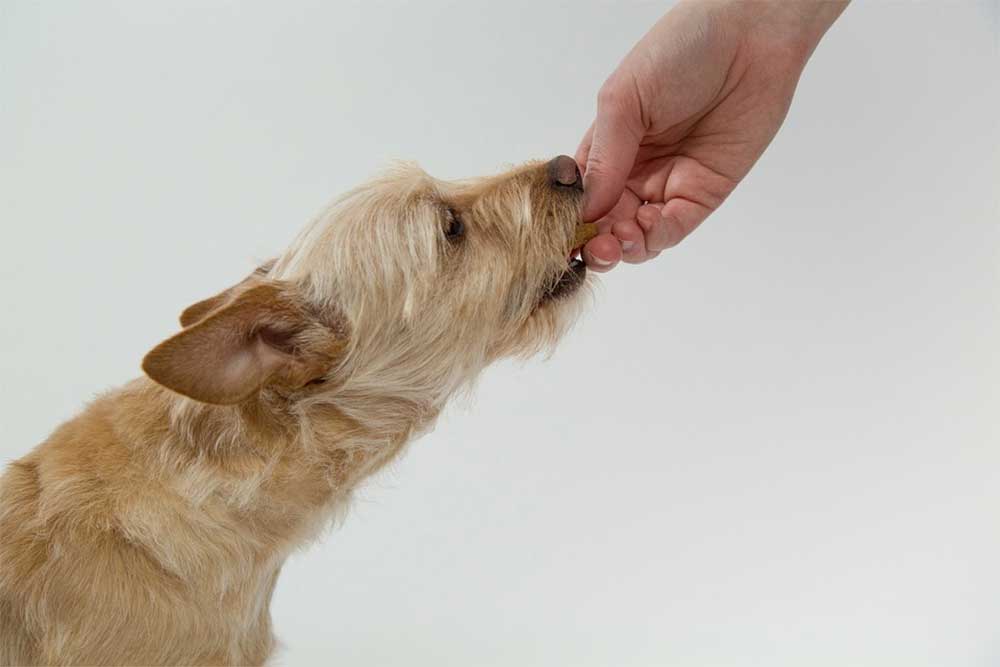 can a dog eat frozen chicken