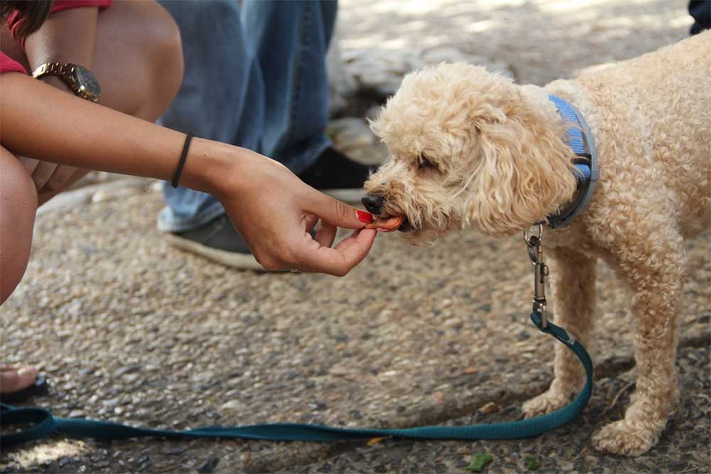 Can dogs eat chicken nuggets1