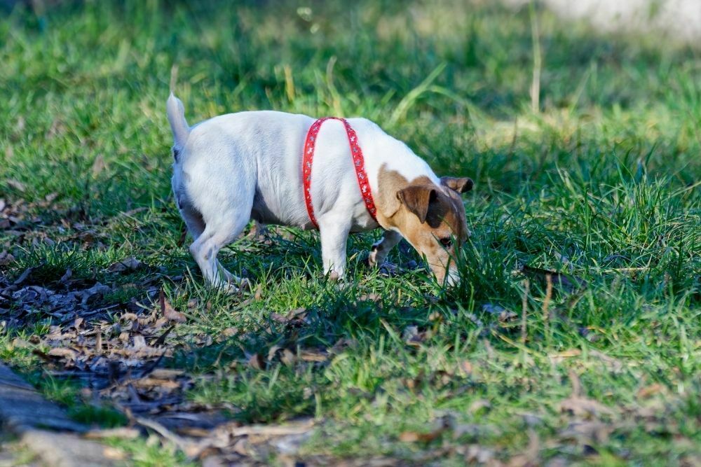 How Do I Stop My Dog From Eating Chicken Poop