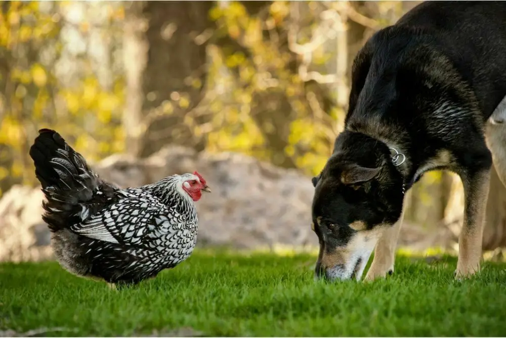 Can dogs eat chicken poop2