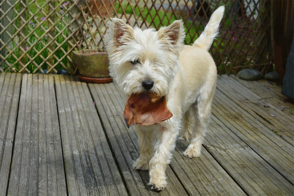 Can Dogs Eat Chicken Skin? Raw, Fried, Cooked is Bad / Safe? - PetDT