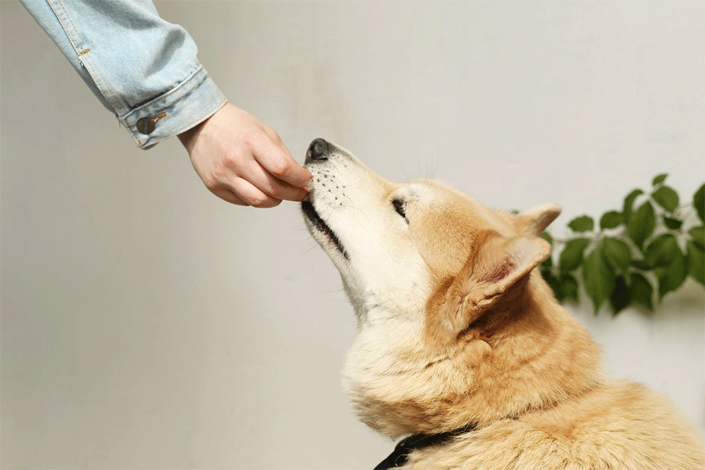 can dogs eat crab shells