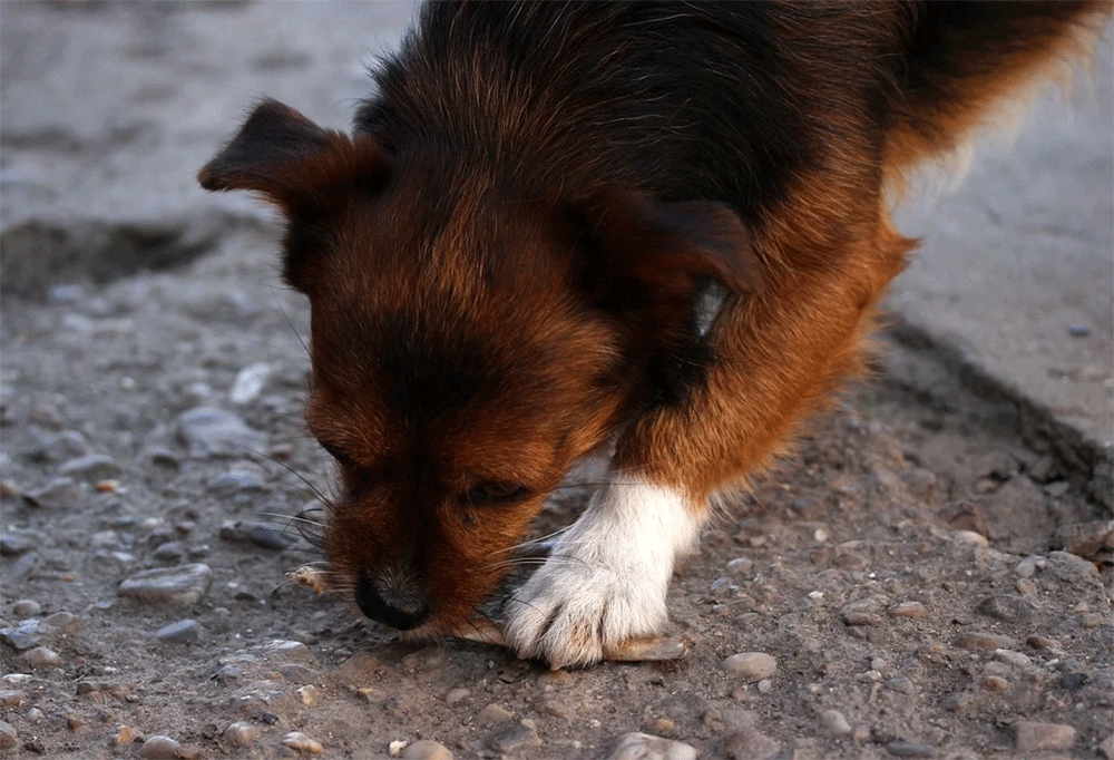 can dogs eat crab shells