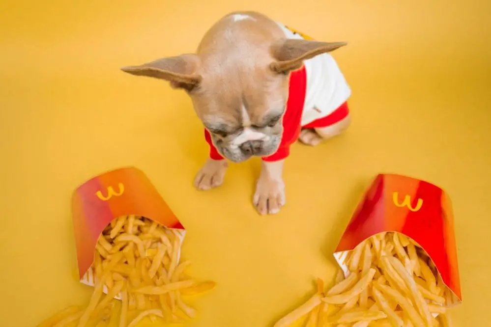 Can dogs eat mcdonalds french fries scaled e1621598403264