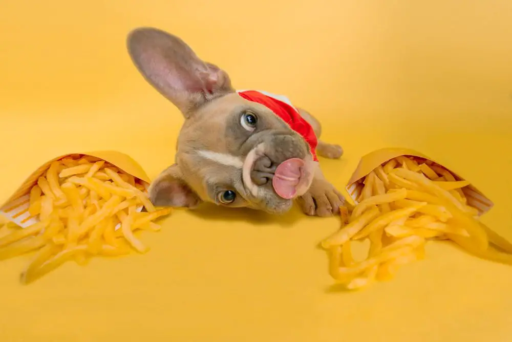 Can dogs eat mcdonalds french fries1 e1621598840767