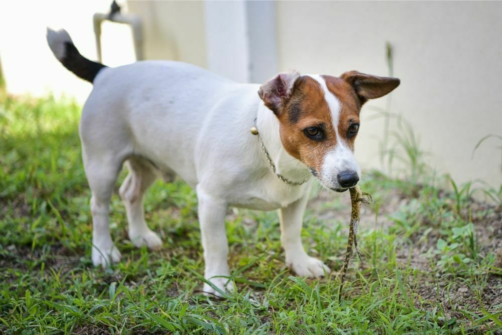 Can dogs eat skinks or are they poisonous